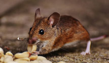 Find Exterminators in Charles City County